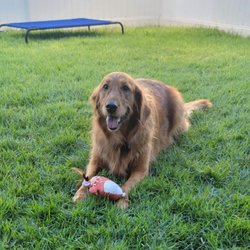 Loving Paws Dog Boarding & Daycare