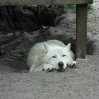 Shy Wolf Sanctuary Education & Experience Center - A wolf siesta - Animal Shelters Near Me Shy Wolf Sanctuary Education & Experience Center - A wolf siesta - Animal Shelters Near Me
