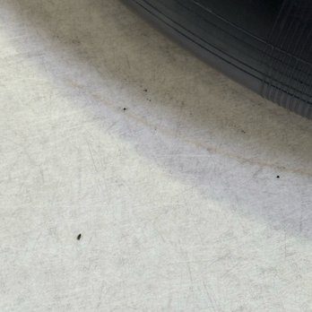 Jordan’s Corner - Debris/insect on the floor - Indoor Playcenter Near Me - Scottsdale, Arizona Jordan’s Corner - Debris/insect on the floor - Indoor Playcenter Near Me - Scottsdale, Arizona