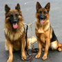 Photo of Rodak Dog Training