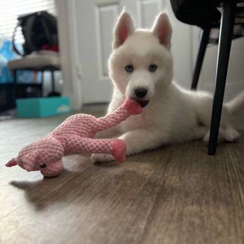 Pet Suites - Luna - Pet Sitting Near Me - Aliso Viejo, California Pet Suites - Luna - Pet Sitting Near Me - Aliso Viejo, California