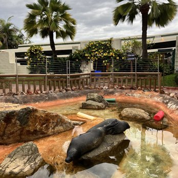 Bahia Resort Hotel - Billy & Gracie, Bahia's resident sea lions - San Diego, CA