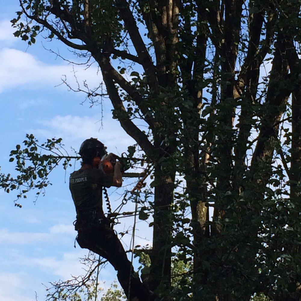 Paden Tree People - These people are wonderful. Like watching a 'dance'. They are careful and considerate of you and your neighbors as they work - Tree Services Near Me - Chattanooga, Tennessee Paden Tree People - These people are wonderful. Like watching a 'dance'. They are careful and considerate of you and your neighbors as they work - Tree Services Near Me - Chattanooga, Tennessee