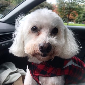 Kriser's Natural Pet - Milo just after his haircut, with his new rugged jacket. - Pet Stores Near Me - Chicago, Illinois