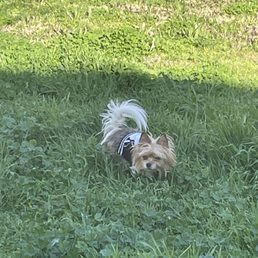 My fur baby Mia My fur baby Mia