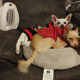 Our 2 dogs, Maynard and Celine that were hurt while at south bosque Veterinary clinic Our 2 dogs, Maynard and Celine that were hurt while at south bosque Veterinary clinic