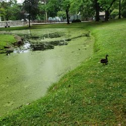 Tappan Library - creek area behind the library