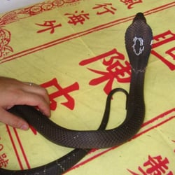 蛇王業 - Cobra!