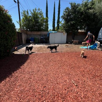 Dog Sitting by Ally - Pet Boarding Near Me