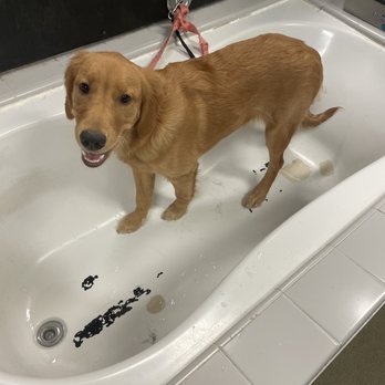 Pet Supplies Plus Clovis - Self service bath - Pet Stores Near Me - Clovis, California