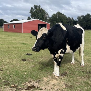 Kindred Spirits Sanctuary - Animal Shelters Near Me - Citra, Florida