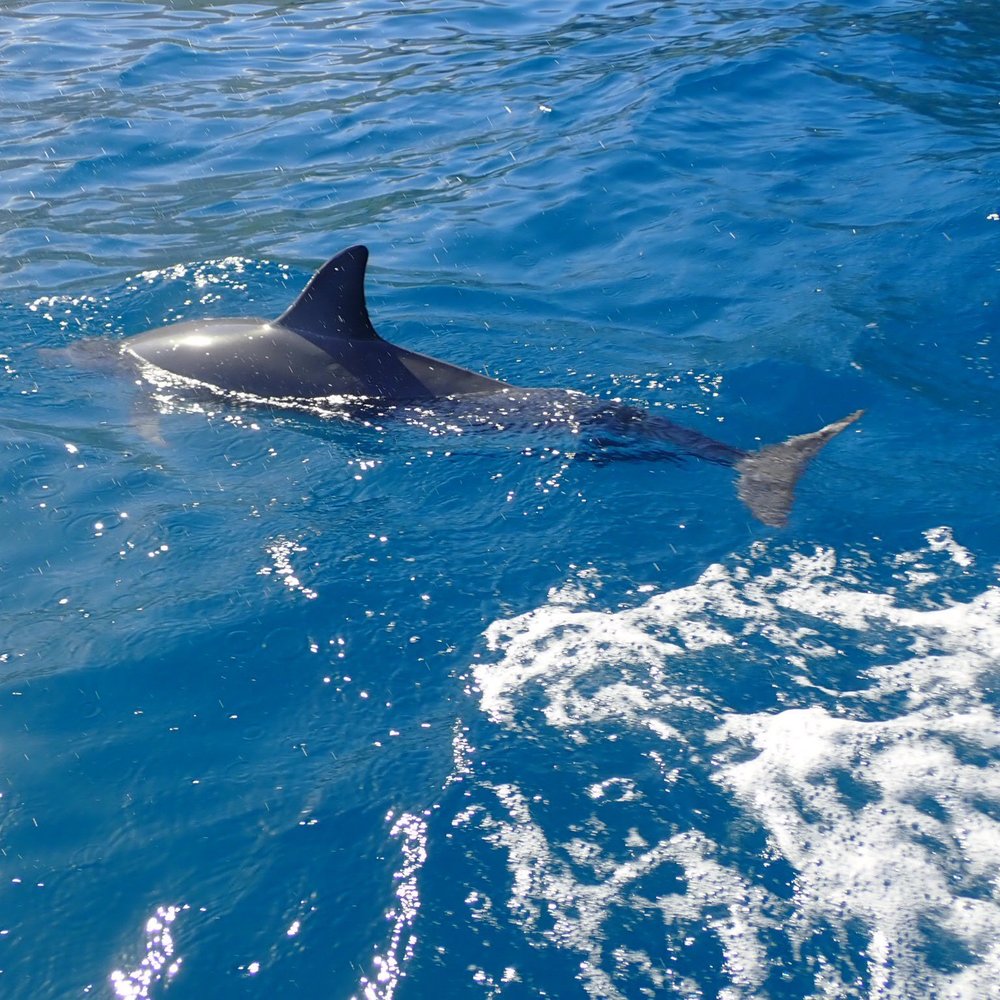 North Shore Charters - Spinner dolphins - Boating Near Me - Kilauea, Hawaii