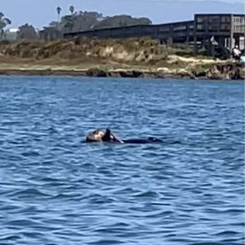 Monterey Bay Kayaks - Otter eating - Tours Near Me - Moss Landing, California Monterey Bay Kayaks - Otter eating - Tours Near Me - Moss Landing, California
