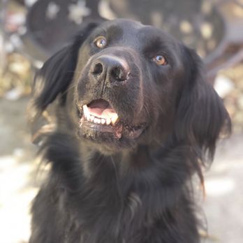 Pet Food Express - Pet Stores Near Me - Concord, California Pet Food Express - Pet Stores Near Me - Concord, California