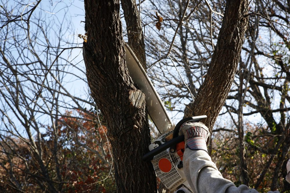 Branch Out Tree Trimming - tree service in Lexington, KY