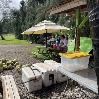 Big Mama's Tropical Fruit and Drinks - Cutting our coconut - Juice Bars & Smoothies Near Me - Laie, Hawaii Big Mama's Tropical Fruit and Drinks - Cutting our coconut - Juice Bars & Smoothies Near Me - Laie, Hawaii