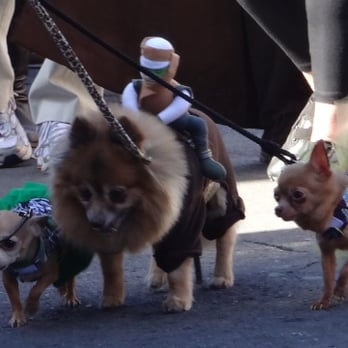 Barkus Parade - Nice group - Local Flavor Near Me