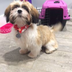 Eastside Animal Hospital - After grooming...