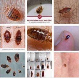 This is what a BED BUG looks like