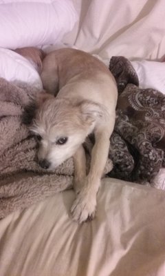 Petco 34 Photos 58 Reviews Pet Stores 210 Nut Tree Pkwy