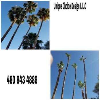 Unique Choice Design - palm trees and blue sky - Tree Services Near Me