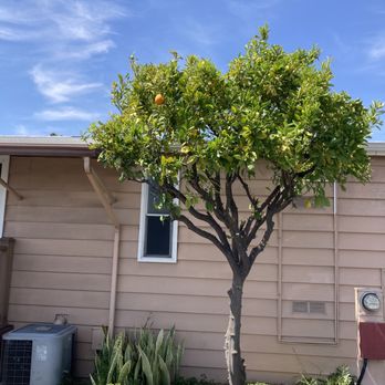 Angel Tree Care - Orange tree after - Tree Services Near Me