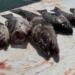 Tidewind Sportfishing - Lingcod,and rock fish
