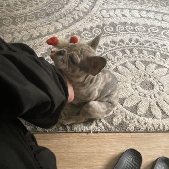 Got Frenchie? - She likes to sleep on me - Pet Breeders Near Me Got Frenchie? - She likes to sleep on me - Pet Breeders Near Me