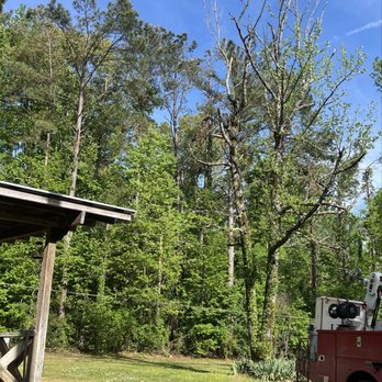 Davis Aerial Tree Service - Tree Services Near Me - Enid, Mississippi Davis Aerial Tree Service - Tree Services Near Me - Enid, Mississippi