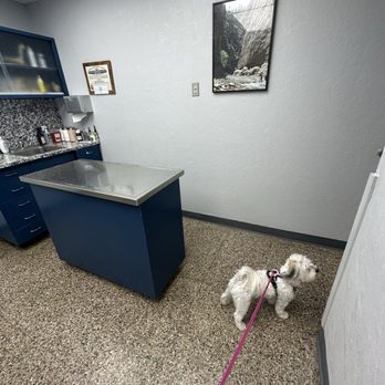 Midwest Veterinary Hospital - Mochi is excited to get pets - Veterinarians Near Me - Oklahoma City, Oklahoma Midwest Veterinary Hospital - Mochi is excited to get pets - Veterinarians Near Me - Oklahoma City, Oklahoma