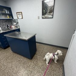 Midwest Veterinary Hospital - Mochi is excited to get pets