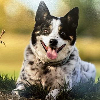Alpha K9 U - Pet Sitting Near Me - Fishers, Indiana