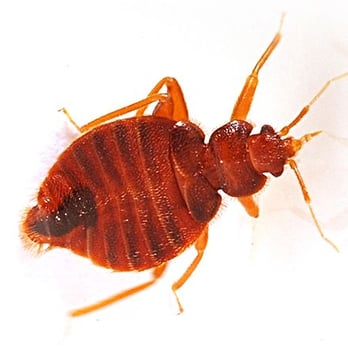 Gary's Termite & Pest Control - Bed Bug Removal Services - Pest Control Near Me - Mount Vernon, Texas Gary's Termite & Pest Control - Bed Bug Removal Services - Pest Control Near Me - Mount Vernon, Texas