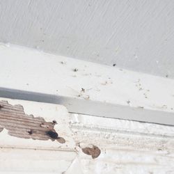 White Knight Pest Control