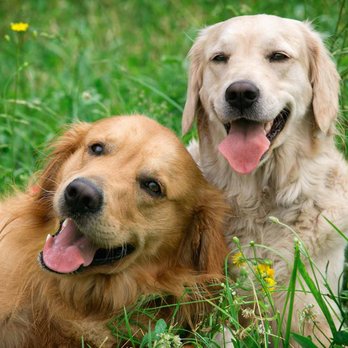 Bark & Roll - Pet Sitting Near Me - Chantilly, Virginia Bark & Roll - Pet Sitting Near Me - Chantilly, Virginia