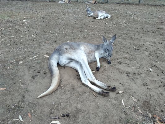 Cleland Wildlife Park by null