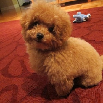 The Bathing Dog - Latte-my toy poodle puppy - Pet Groomers Near Me - San Francisco, California The Bathing Dog - Latte-my toy poodle puppy - Pet Groomers Near Me - San Francisco, California