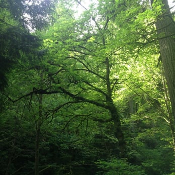 Forest Park - Parks Near Me - Portland, Oregon