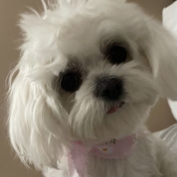 Spawt On Grooming - Look at this gorgeous ,happy girl,after her groom with Manuela! - Pet Groomers Near Me - North Hollywood, California Spawt On Grooming - Look at this gorgeous ,happy girl,after her groom with Manuela! - Pet Groomers Near Me - North Hollywood, California