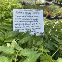 Country Rodes Greenhouse