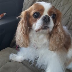 Ruff Cuts Pet Salon - Thanks for the hair cut!