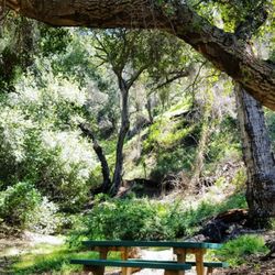 Arcadia Wilderness Park - A midday walk with my dog, so peaceful here!