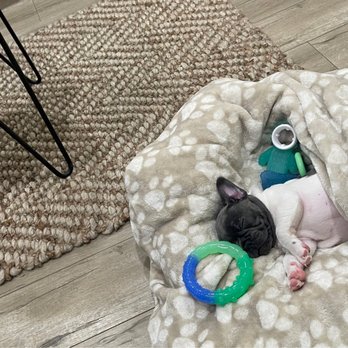 Willow Glen Frenchies - Pet Breeders Near Me Willow Glen Frenchies - Pet Breeders Near Me