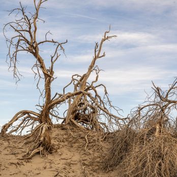 Mesquite Flat Dunes - Parks Near Me