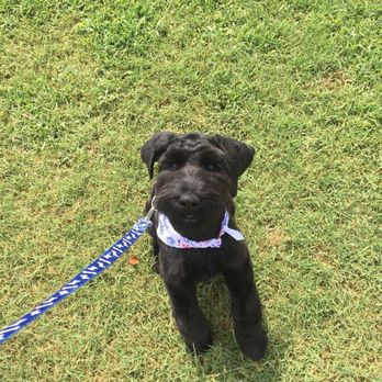 City Pet Grooming - Jake was literally smiling after his grooming - Pet Groomers Near Me - Raleigh, North Carolina City Pet Grooming - Jake was literally smiling after his grooming - Pet Groomers Near Me - Raleigh, North Carolina