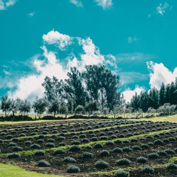 Ali'i Kula Lavender - Tours Near Me - Kula, Hawaii Ali'i Kula Lavender - Tours Near Me - Kula, Hawaii