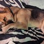 Photo of Ark Pet Center