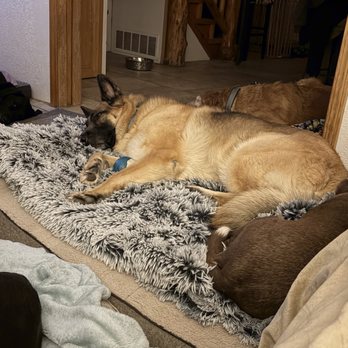 WAGS Pet Sitting - Pet Sitting Near Me - Billings, Montana WAGS Pet Sitting - Pet Sitting Near Me - Billings, Montana