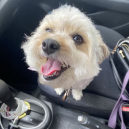 Our puppy after her grooming appointment Our puppy after her grooming appointment