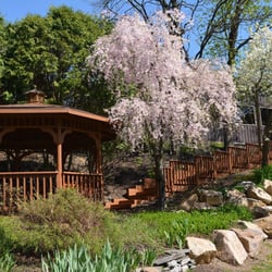 Willow Tree Grove